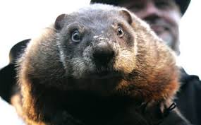 Punxsutawney Phil looking straight into the camera